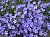 Dried flowers Periwinkle small, 1 kg, photos, reviews, use