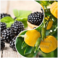 Fragrance Oil Yuzu and blackberry, 1 l