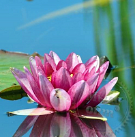 Гіпоалергенна віддушка Water Blossoms, 100 мл