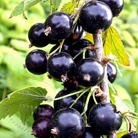 Dry granulated Fragrance Oil Black Currant, 1 kg
