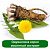 Dandelion root oil extract, 1 liter, photos, reviews, use