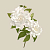 Купить Gardenia Stems GX, 1 л в Украине