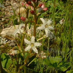 Купить Hydrofiltrat Menyanthes G, 10 мл в Украине