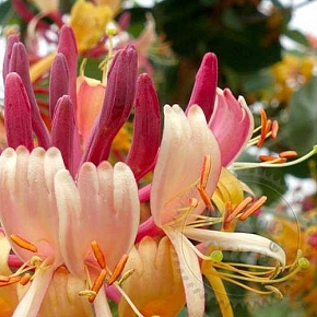 Купить Отдушка Honeysuckle Gardenia, 1 литр в Украине