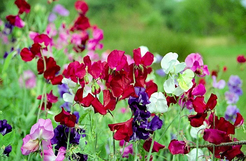 Fragrance Oil Sweet peas, 10 ml, photos, reviews, use