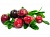 Flavor CRANBERRY 1203, 1 liter, photos, reviews, use