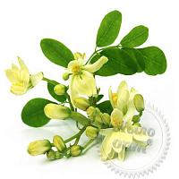 Powder Moringa extract, 100 gr