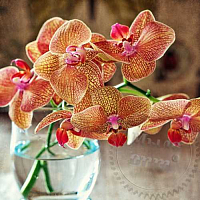 Отдушка Orchid & Pink Amber, 1 литр
