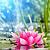 Water lily and jasmine Fragrance Oil, 1 liter, photos, reviews, use