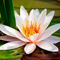 Water lily Fragrance Oil, 1 liter