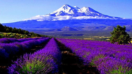 Віддушка Mountain, 1 літр, фото, відгуки, використання