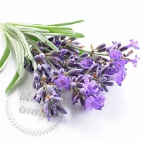 Dry granular Fragrance Oil Relaxing Lavander, 1 kg