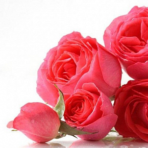 Купить Отдушка Английская роза, 1 л в Украине