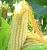 Купить Экстракт Кукурузных рылец сухой, 1 кг в Украине