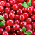 Flavor CRANBERRY 1203, 1 liter, photos, reviews, use