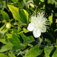 Fragrance Oil Myrtle, 1 liter