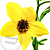 Bur Marigold Oil 1 l, photos, reviews, use