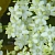 Dried elderberry black flowers, 1 kg, photos, reviews, use