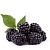 Ароматизатор Blackberry concentrated, 1 літр, фото, відгуки, використання