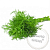 Dill extract, 50 ml, photos, reviews, use