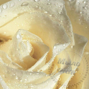 Купить Отдушка Белые розы, 50 мл в Украине