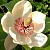 Cosphaderm Magnolia Extract 98, 1 гр артикул TM20032110