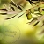 Olive Fragrance Oil 10 ml cosmetic ingredient Mylo Opt