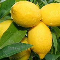 Lemon & Verbena Fragrance Oil, 1 L