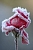 Отдушка Frozen Flowers, 1 л описание и применение