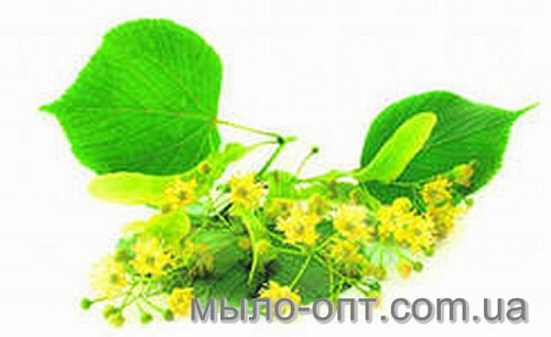 Fragrance Oil Linden flowers, 1 l, photos, reviews, use