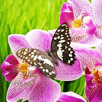 Отдушка Butterfly Orchid, 1 литр