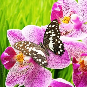 Купить Отдушка Butterfly Orchid, 1 литр в Украине