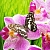 Отдушка Butterfly Orchid, 1 литр описание и применение