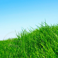 Купить Отдушка Зеленая трава, для шампуня, 1 литр в Украине
