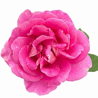 Rosa Damascena flower Extract, 100 мл
