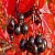Aronia Powder 10 g cosmetic ingredient Mylo Opt