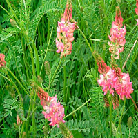 Dried flowers Sainfoin sandy, 1 kg