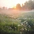 Water soluble - Morning freshness Fragrance Oil, 1 L, photos, reviews, use
