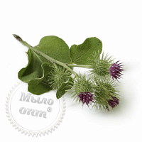 Fragrance Oil Burdock, 1 liter