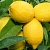 Lemon & Verbena Fragrance Oil, 1 L, photos, reviews, use