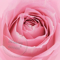 Сухая гранулированная отдушка Pink Soft Rose, 1 кг