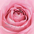Купить Сухая гранулированная отдушка Pink Soft Rose, 1 кг в Украине