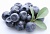 Blueberry berry extract, 50 ml, photos, reviews, use