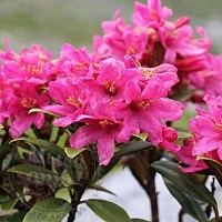 Rhododendron essential oil, 100 ml