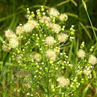 Dried flower Small-petal Canadian, 1 kg