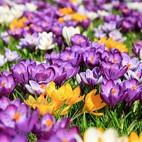 Сухая гранулированная отдушка Spring Flowers, 1 кг
