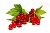 Flavor RED CURRANT 699, 1 liter, photos, reviews, use