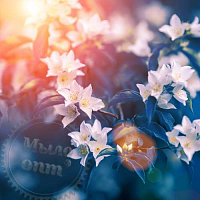Купить Отдушка Night Blooming Jasmine, 1 литр в Украине