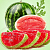 Fragrance Oil Watermelon lollipop, 50 ml, photos, reviews, use