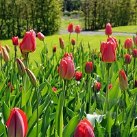 Ароматическое масло Тюльпаны (Tulip), 1 л